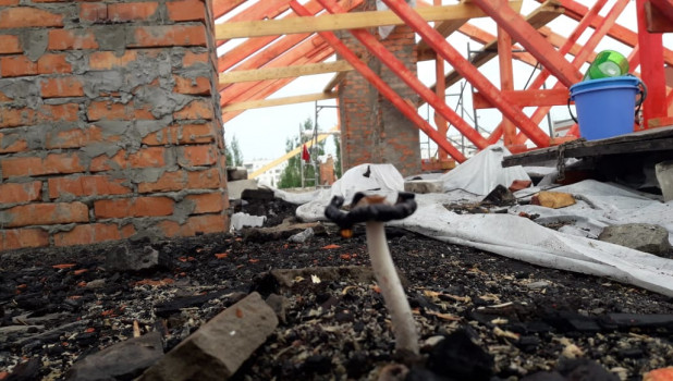 На крыше многоквартирного дома в Барнауле от сырости выросли грибы На крыше многоквартирного дома в Барнауле от сырости выросли грибы