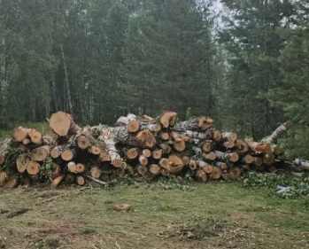 В коттеджной долине под Барнаулом обнаружили массовые вырубки деревьев В коттеджной долине под Барнаулом обнаружили массовые вырубки деревьев